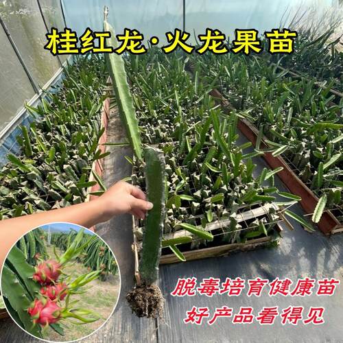 红心火龙果苗盆栽金都一号桂红龙大红龙燕窝黄皮火龙果树苗带根系 - 图1