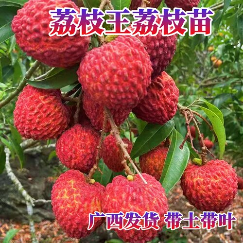 嫁接苗荔枝王荔枝苗比鸡蛋大果荔枝苗纯甜荔枝王阳台庭院盆栽地栽 - 图2