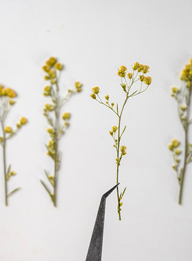 手工diy干花押花包summergarden