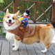 Corgi riding funny Shiba Inu transformation costume