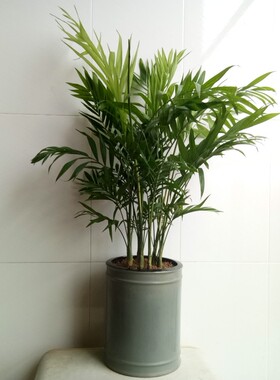 陶瓷浅灰色直筒绿植花盆