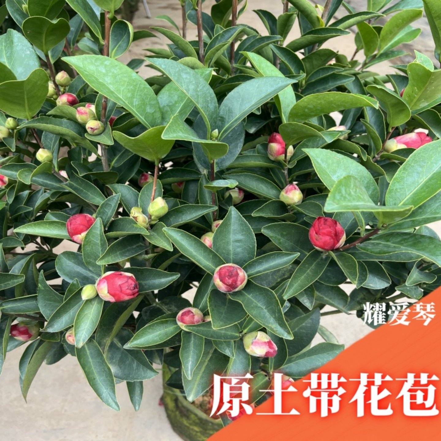 茶花树苗名贵山茶花盆栽夏日七星带花苞香妃室内绿植名贵花卉植物,淘宝优惠券,粉丝福利购,淘宝优惠卷