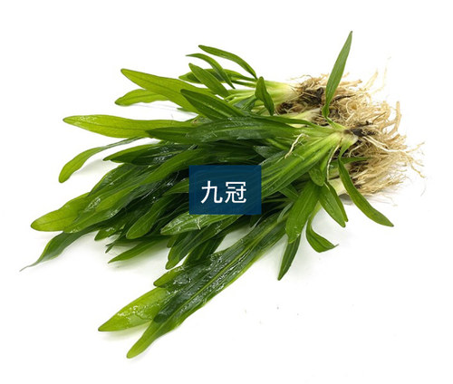 鱼缸真水草迷你小九冠绿九冠沉水活体淡水绿植水族箱造景中后景草 - 图3