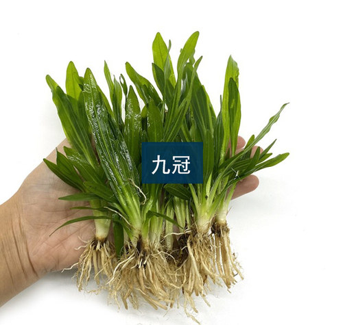 鱼缸真水草迷你小九冠绿九冠沉水活体淡水绿植水族箱造景中后景草 - 图0