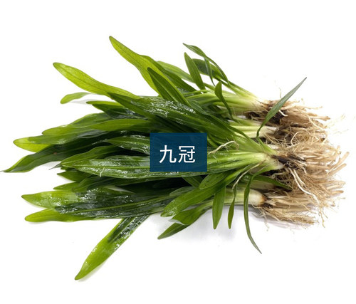 鱼缸真水草迷你小九冠绿九冠沉水活体淡水绿植水族箱造景中后景草 - 图2