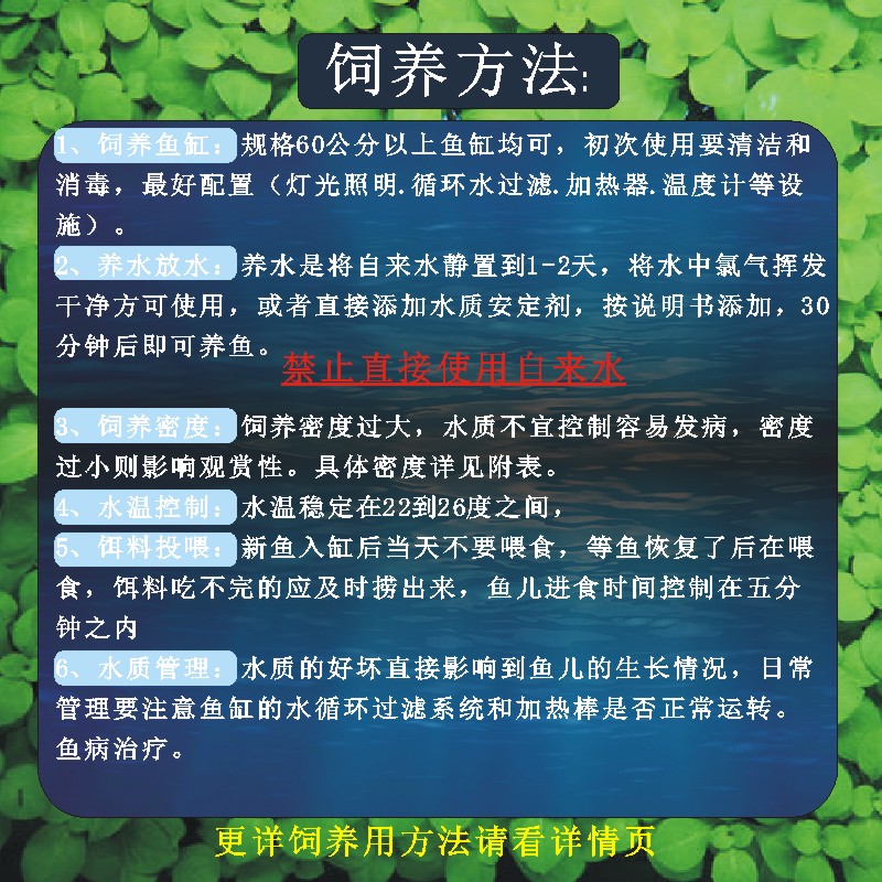 观赏鱼神仙鱼燕鱼秘鲁燕鱼鱼苗活体包活宠物套餐天使鱼热带鱼小型 - 图2