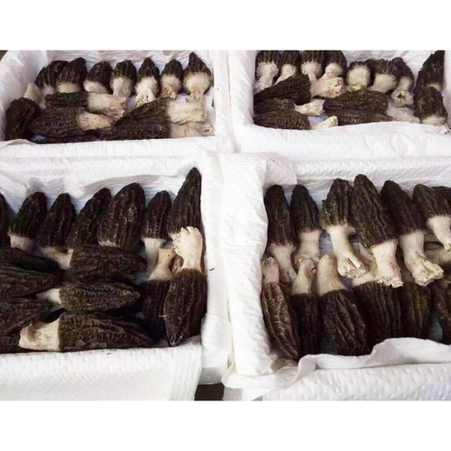 现货野生羊肚菌新鲜丽江土特产优质野生菌羊肚菜1000克包邮 - 图3