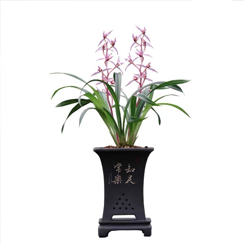 包对版墨兰花卉报岁兰桃姬爪年宵花红花苗经典绿植盆栽园艺高出架,淘宝优惠券,粉丝福利购,淘宝优惠卷