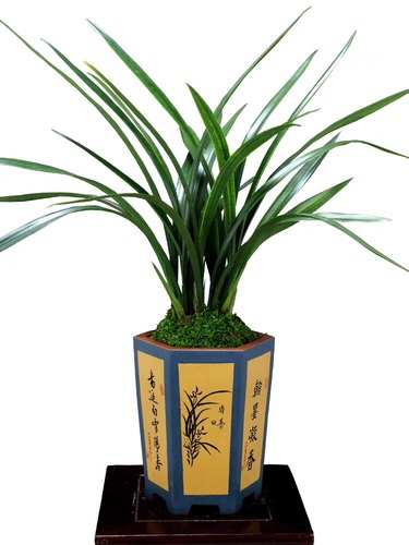 包对版墨兰花卉白墨吴字翠素心名品客厅阳台书房卧室庭院盆栽绿植 - 图3