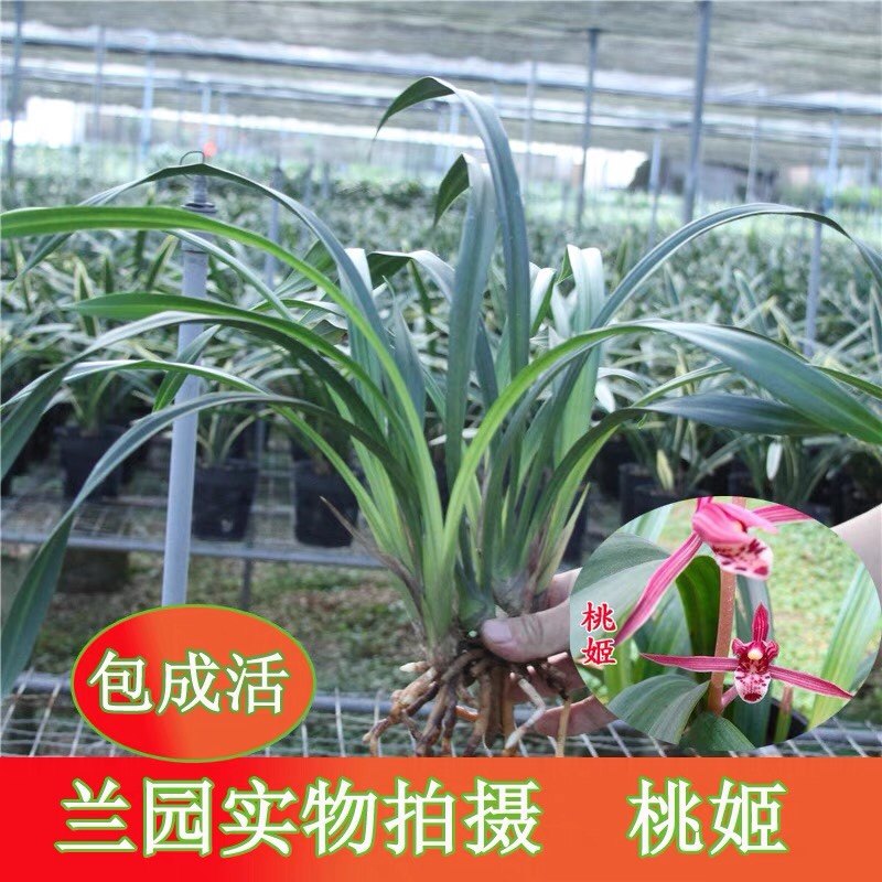 包对版墨兰花卉报岁兰桃姬爪年宵花红花苗经典绿植盆栽园艺高出架,淘宝优惠券,粉丝福利购,淘宝优惠卷