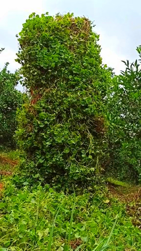 阳洋家野生积雪草纯露500ml痘痘痘印补水修红喷雾爽肤水提靓嫩肤 - 图2