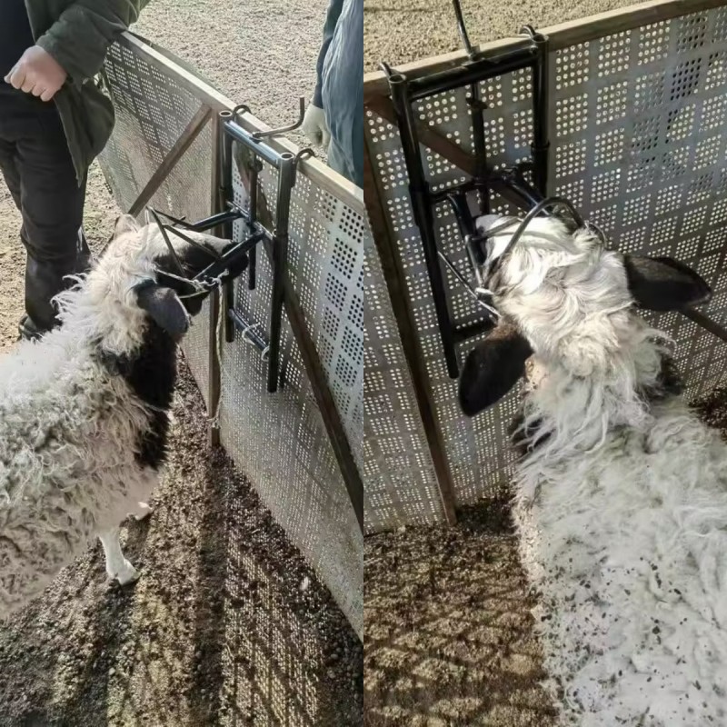 羊剪羊毛固定器羊头固定架升降羊头架子输液配种推羊毛打针保定架,淘宝优惠券,粉丝福利购,淘宝优惠卷