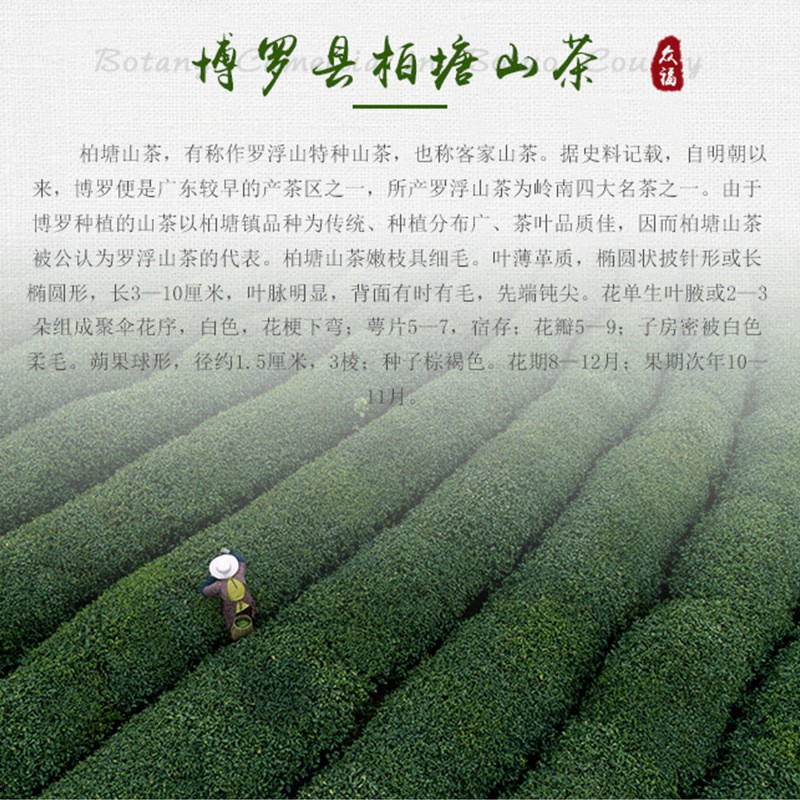 广东特产柏塘山茶高香手工绿茶惠州茶叶博罗炒青散装高山炒茶250g-图2