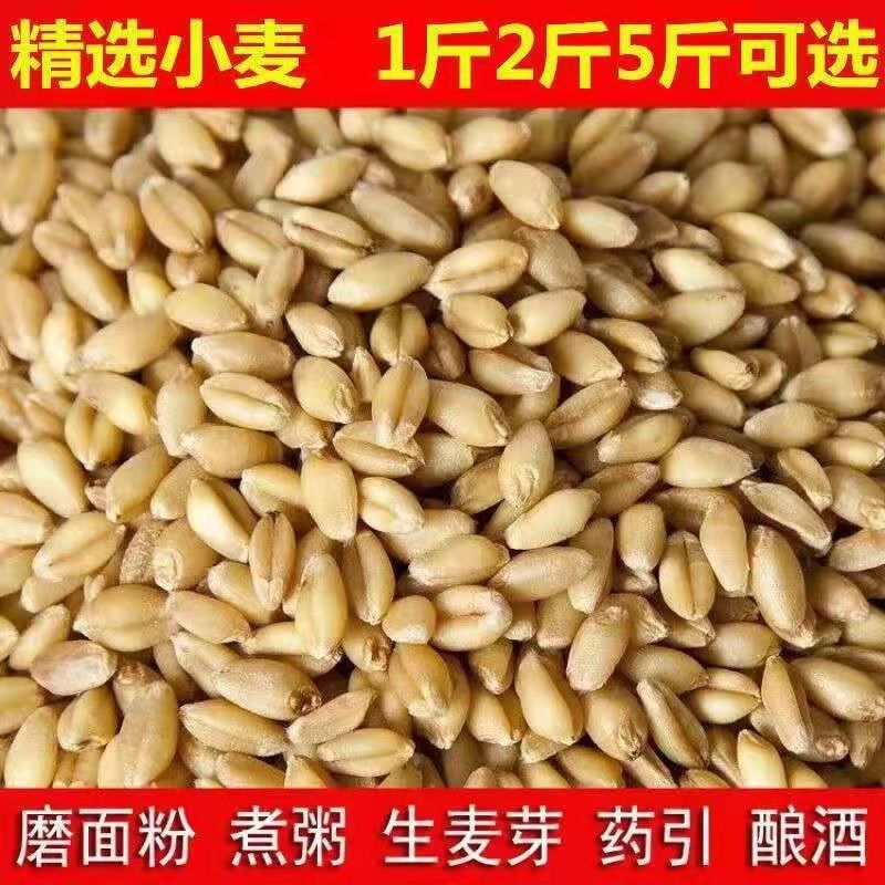 【超低价】新小麦粒食用发苗发芽榨汁、麦芽糖麦小麦粒全麦、猫草 - 图2