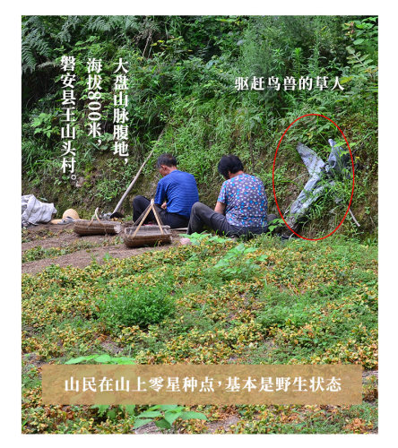 太子参中药材正品 天然原生态太子参250g 仿野生孩儿参儿童打粉 - 图3