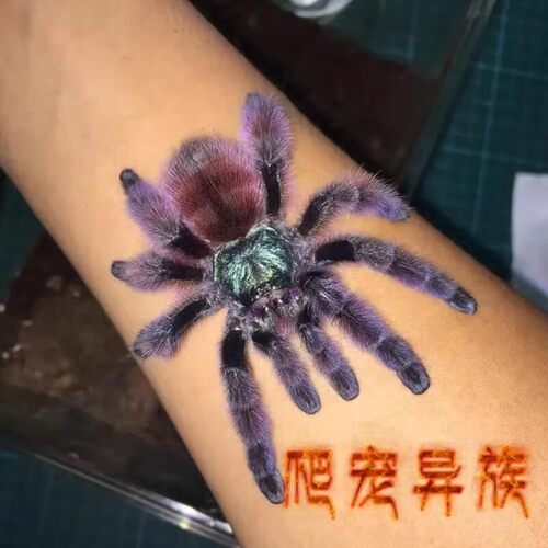 油彩粉红趾活体宠物蜘蛛马提尼克油彩粉红趾4厘米大幼体温顺粉趾 - 图2