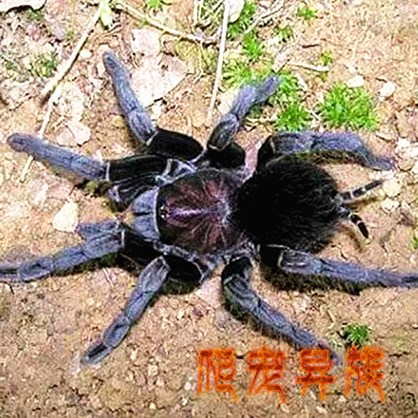 杜兰钢铁蓝 Pamphobeteus spec Duran杜兰钢铁蓝蜘蛛收藏级品种-图0