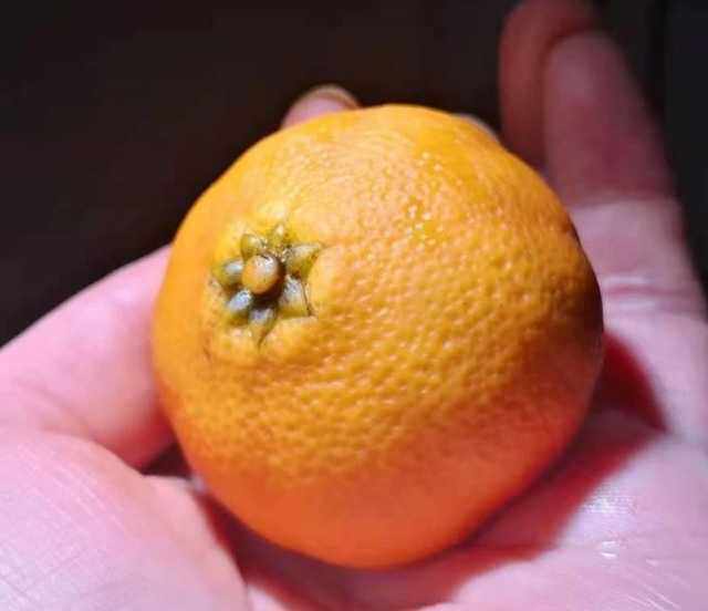 金黄色染料效果根付染料鹿角染料根付染色古法染色夜叉五倍子