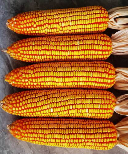 曲辰28号  云、贵、川、湖北中高海拔玉米品种  马齿红轴  2kg/袋 - 图0