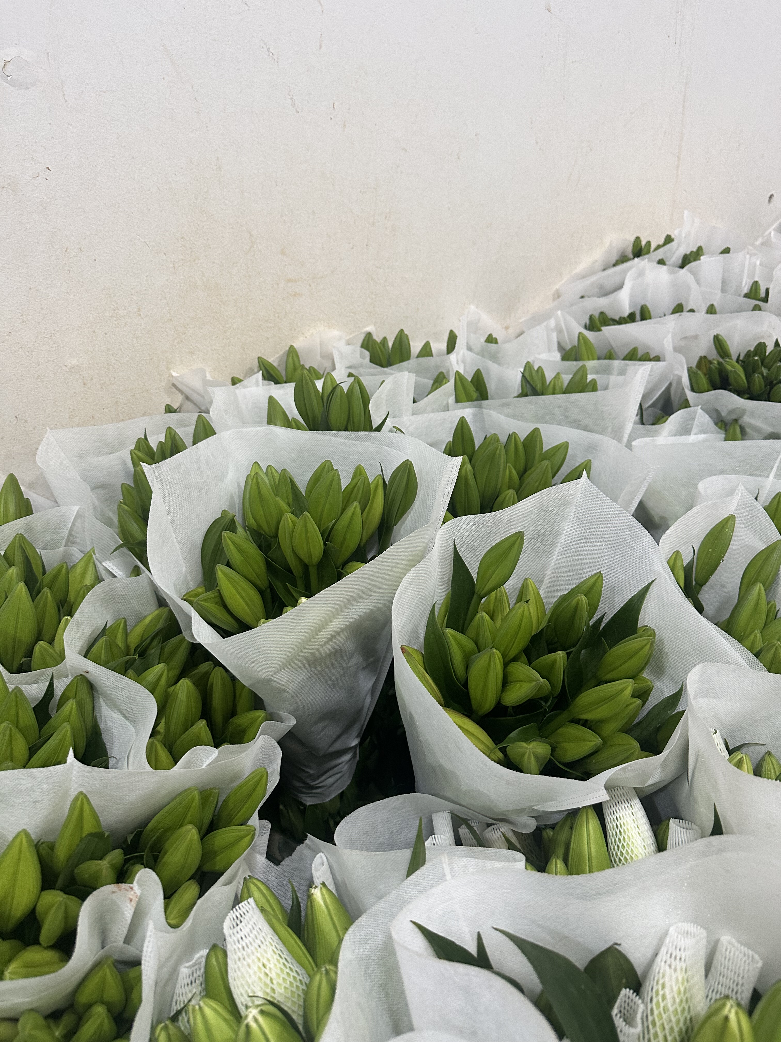 必拍】A级3头粉铁炮百合5支。需要拍邮费,淘宝优惠券,粉丝福利购,淘宝优惠卷