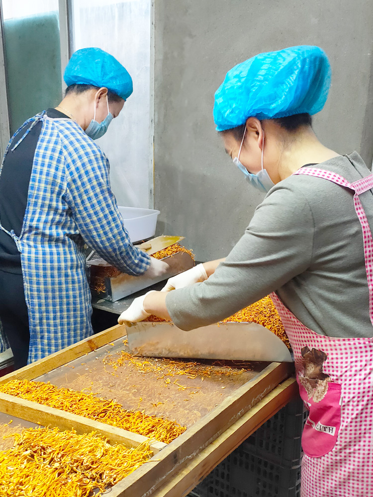 虫草花干货正品特级对排草金虫草孢子头北虫草1000克装农户直销 - 图1