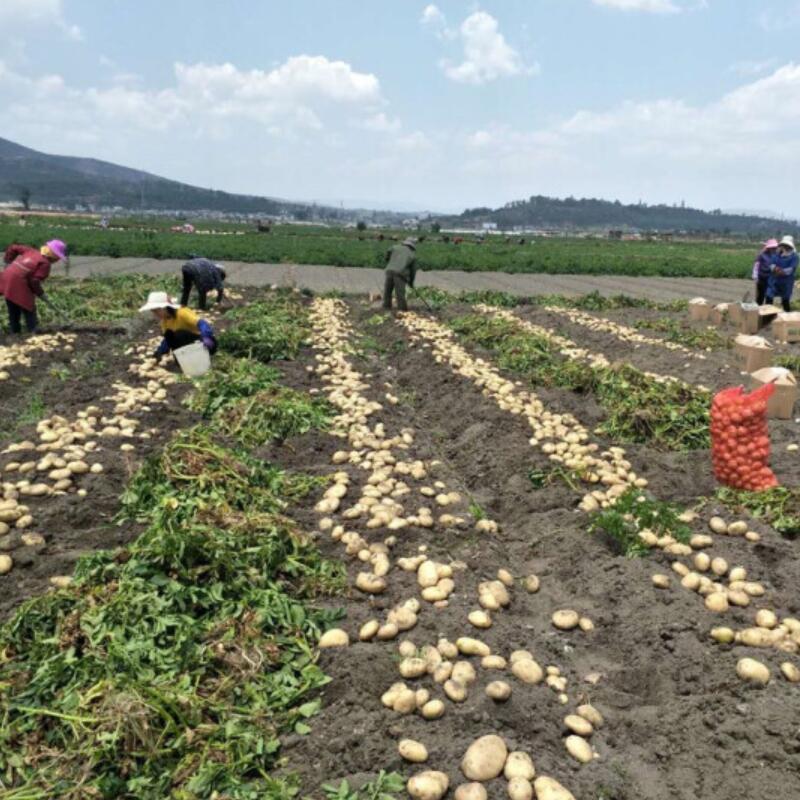 新鲜大土豆黄心马铃薯大盘鸡炖洋芋块火锅食材醋溜土豆丝净重10斤