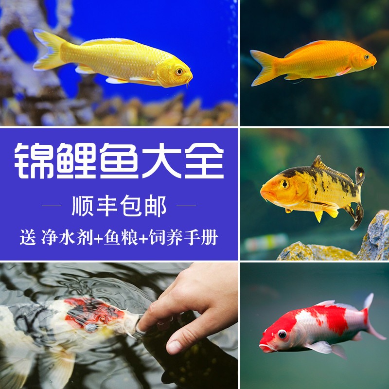 观赏鱼锦鲤活鱼锦鲤活体淡水冷水好养招财小型金鱼蝴蝶鲤龙凤锦鲤 盎益生态水族 淘优券 观赏鱼锦鲤活鱼锦鲤活体淡水冷水好养招财小型金鱼蝴蝶鲤龙凤锦鲤 盎益生态水族 淘优券