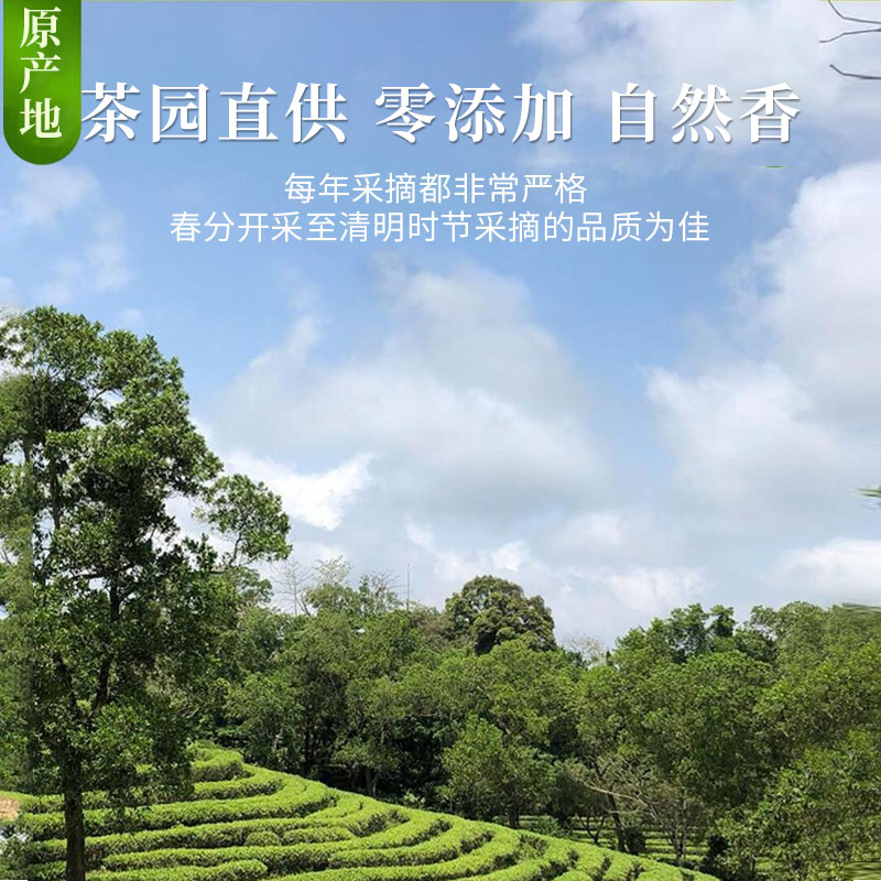 特级九曲红梅2024新茶叶正宗杭州西湖产区龙井红茶暖胃茶散装250g