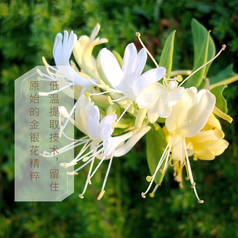 黑妹旗舰店黑妹金银花漱口水去牙渍除口气异味牙结石男女士便携套装300ml*32