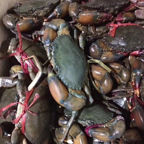 缅甸孟加拉青蟹(2斤装8-10只公蟹)肉蟹煲鲜活野生小螃蟹海蟹铁蟹 - 图0