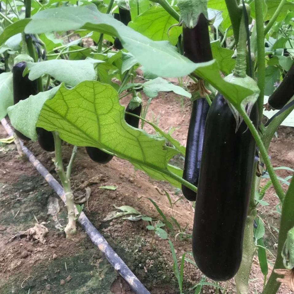 茄子秧苗高产蔬菜紫长茄黑茄杭茄线茄烧烤绿皮红茄绿青茄子种苗子-图0