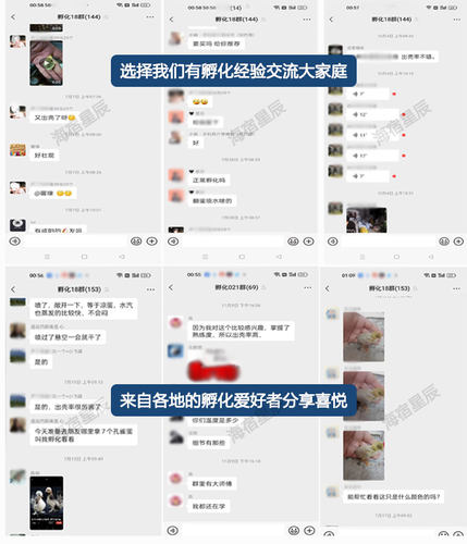 孵化器孵化机智能小型水床孵蛋器迷你家用型芦丁小鸡鸭鹅鸟孵化箱 - 图1