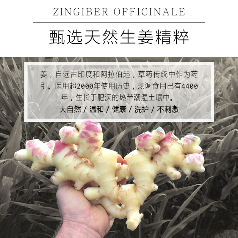 生姜香味持久留香去屑止痒送洗发水 欣雅妆洗发水