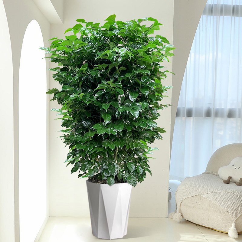 幸福树绿植盆栽单杆棒棒糖造型绿宝客厅活室内植物（基地直播 ） - 图3