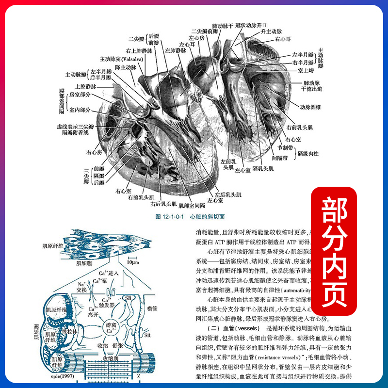 全3册 正版实用内科学第16版第十六版上下册王吉耀葛均波邹和建综合性大型内科工具书西医65年临床综合性医学16版18人民卫生出版社 - 图2