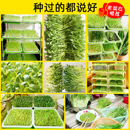 芽苗菜种子豌豆苗种孑豌豆种籽苗尖荷兰豆龙须菜四季阳台蔬菜菜籽 - 图2
