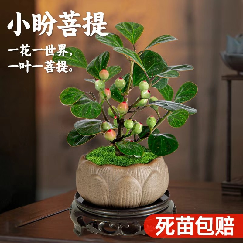 小盼菩提带果盆栽绿植盆景室内中式禅意树苗桌面好养观叶植物摆件,淘宝优惠券,粉丝福利购,淘宝优惠卷