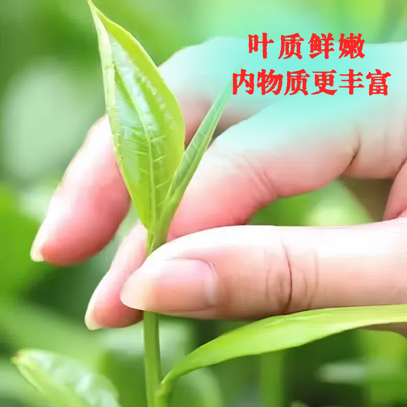 月光美人云南古树特级茶叶2023年头春新茶花香蜜甜古树白茶 - 图3