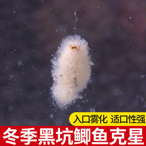 果冻饵白饵黑坑滑鱼老鱼米饭饵虾肉饵伴侣搓饵虾拉饵鲤鱼鲫鱼包邮 - 图0