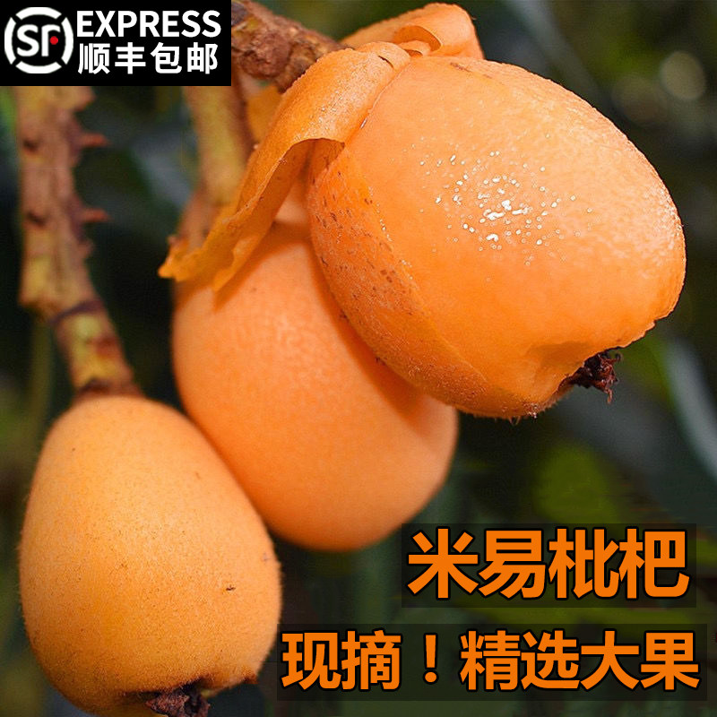 现摘四川攀枝花米易枇杷新鲜5斤大果当季整箱早春琵琶果顺丰包邮