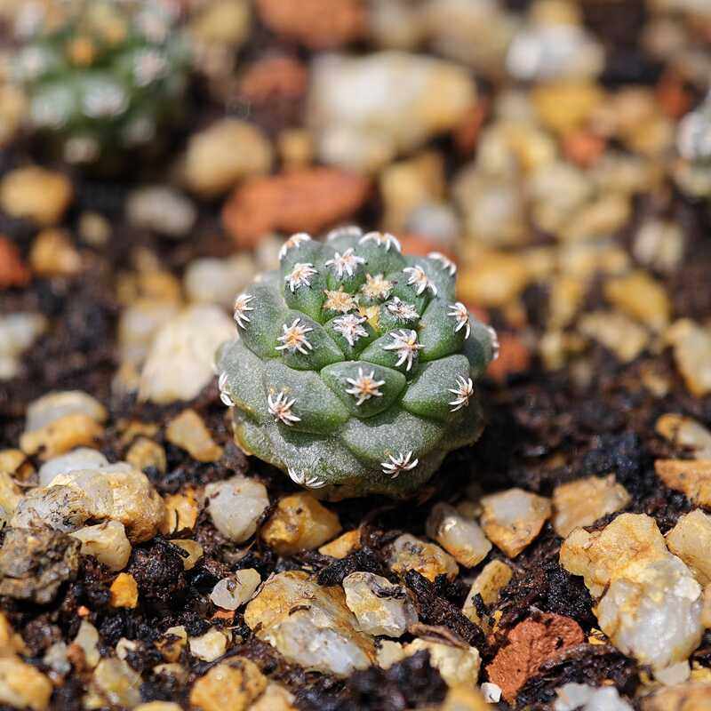 实生赤花娇丽仙人球大红花多肉植物花卉绿植室内盆栽阳台四季好养,淘宝优惠券,粉丝福利购,淘宝优惠卷