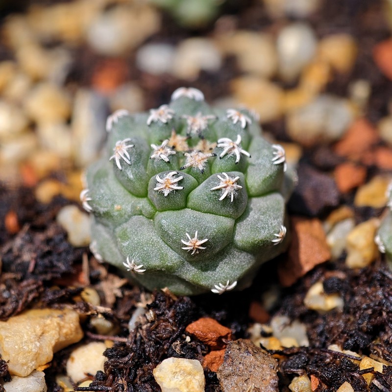 实生赤花娇丽仙人球大红花多肉植物花卉绿植室内盆栽阳台四季好养,淘宝优惠券,粉丝福利购,淘宝优惠卷