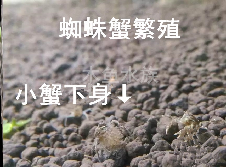 泰国迷你蜘蛛蟹 活体观赏蟹深水蟹 不伤虾和水草 鱼缸小螃蟹现货 - 图0