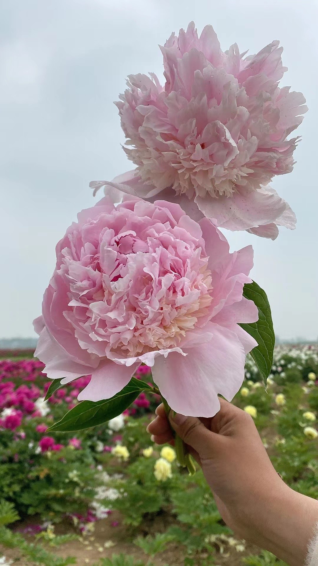 【天使脸颊】6加仑盆栽重瓣芍药大苗原盆原土庭院阳台地栽