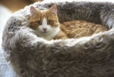 Lana Cat Bed Германия импортировала Miacara Pet Cat и собак осенью и зимним теплом, простой вдохновляющий Petisan