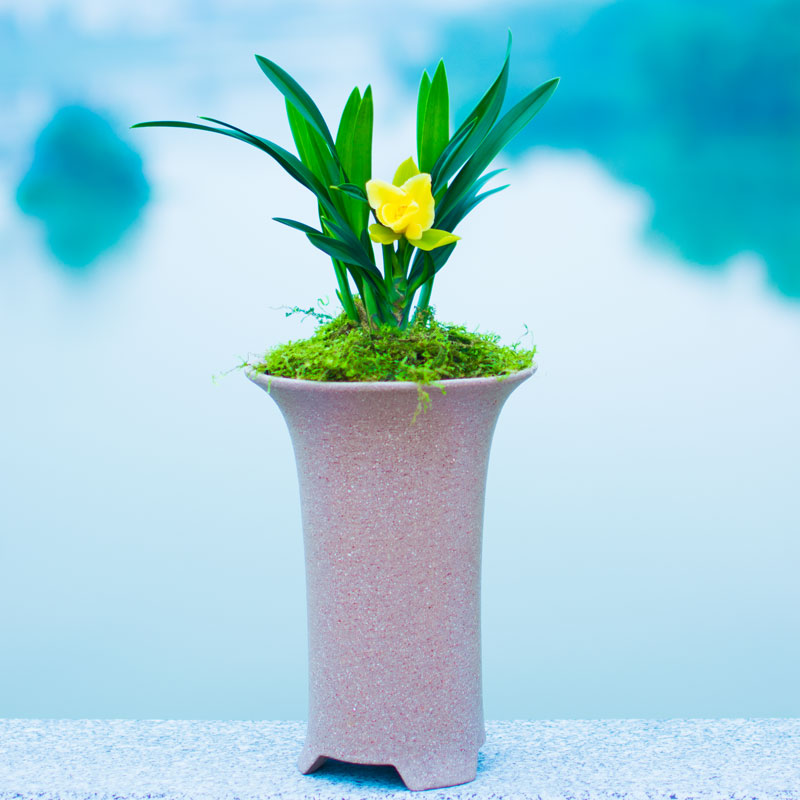 水芙蓉兰花名贵盆栽兰花苗带花苞浓香型四季兰草花卉植物室内客厅