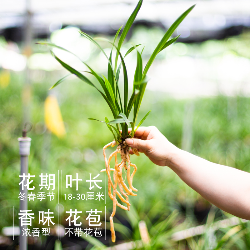 【裸根苗新手套餐】兰花苗红花盆栽花卉绿植室内阳台植物兰草名贵