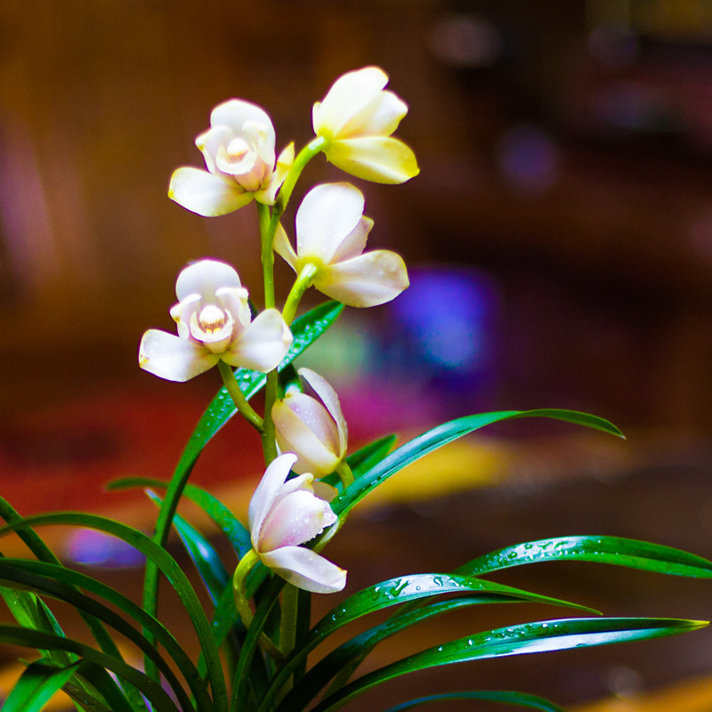 建兰玉娇兰花盆栽植物名贵兰草花苗国兰四季室内花卉兰花苗带花苞