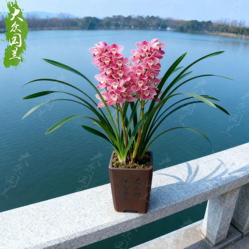 兰花盆栽植物名贵浓香兰花苗带花苞樱花花卉大众国兰场兰草建兰草 - 图3