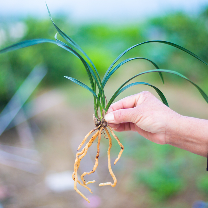 裸根苗【小株型春兰套餐】兰花苗盆栽花卉绿植室内植物兰草名贵 - 图3